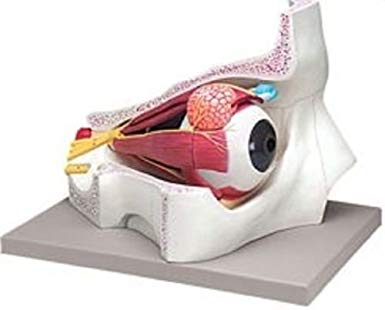 Eye With Orbit 5x life Size 4 Parts